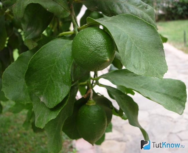 Как растет лайм