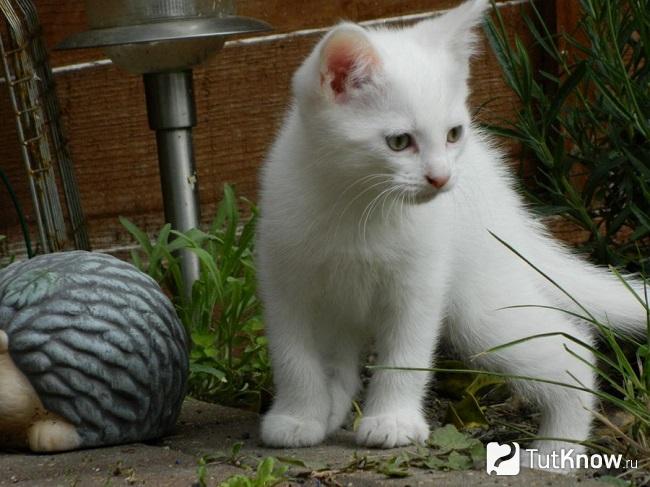 Котёнок анатолийской кошки
