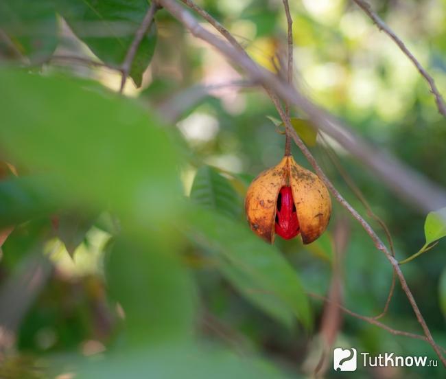Мускатник Myristica
