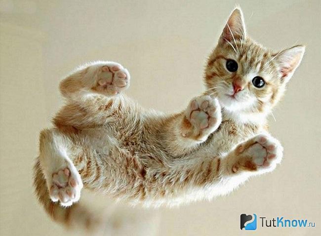 Котёнок цейлонской кошки