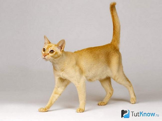 Внешний вид цейлонской кошки