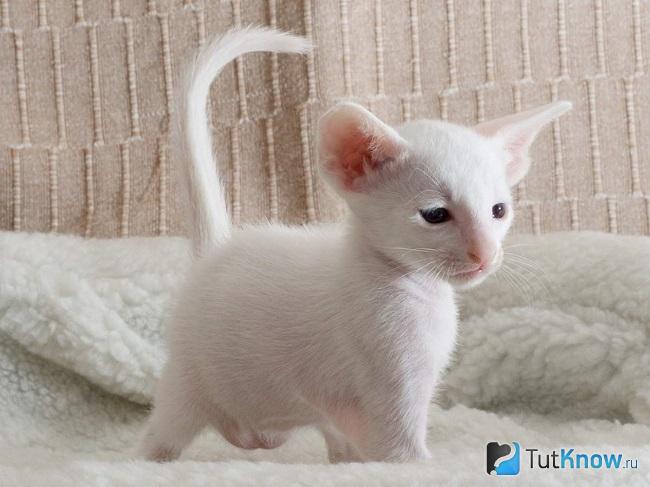 Котёнок форин вайта