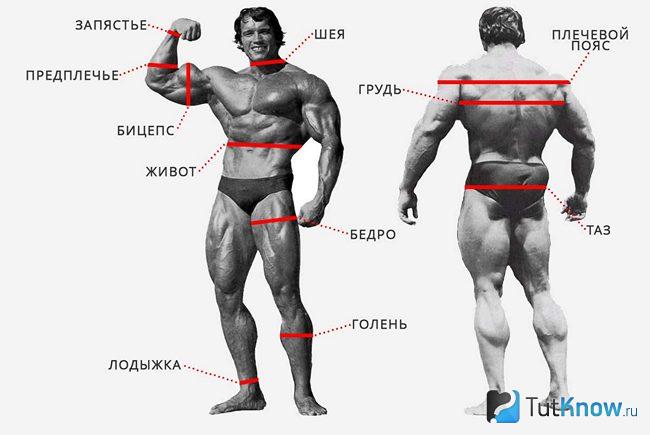 Части тела, которые нужно измерять