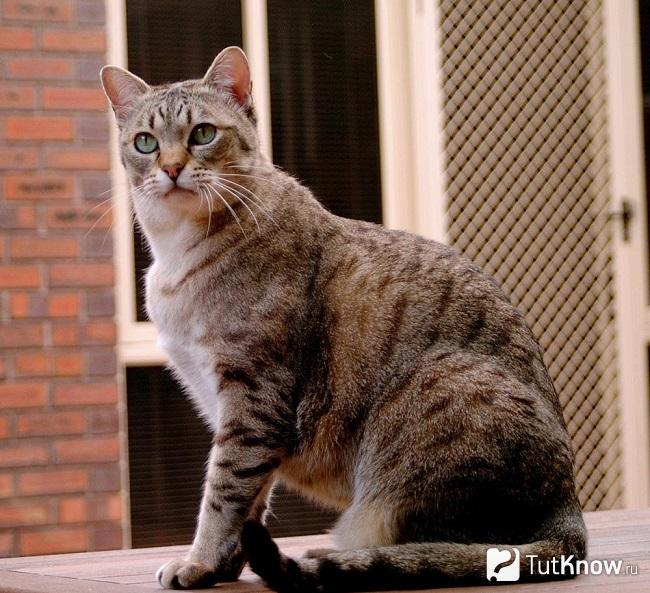 Австралийская дымчатая кошка в сидячем положении