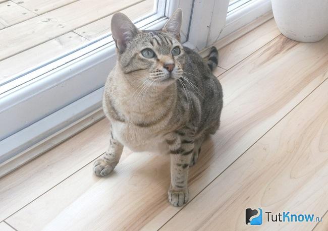 Австралийская дымчатая кошка смотрит вверх