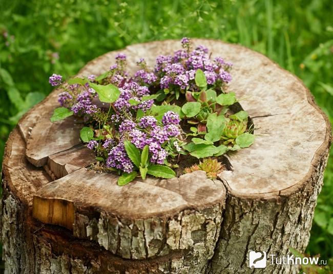 Как выглядит пень-клумба
