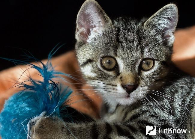 Окрас американской жесткошерстной кошки