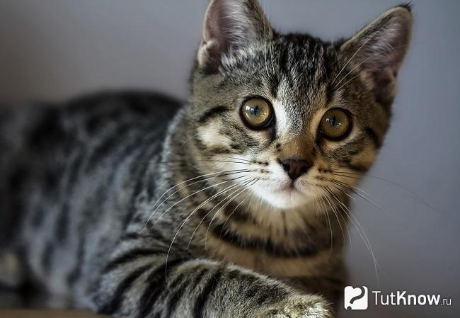 Американский жесткошерстный котёнок