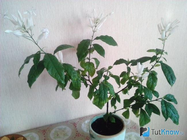 Уайтфельдия в вазоне