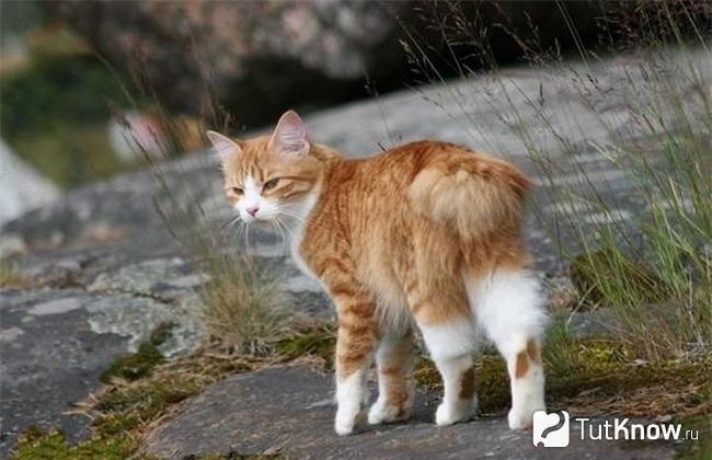 Кошка карельский бобтейл на прогулке