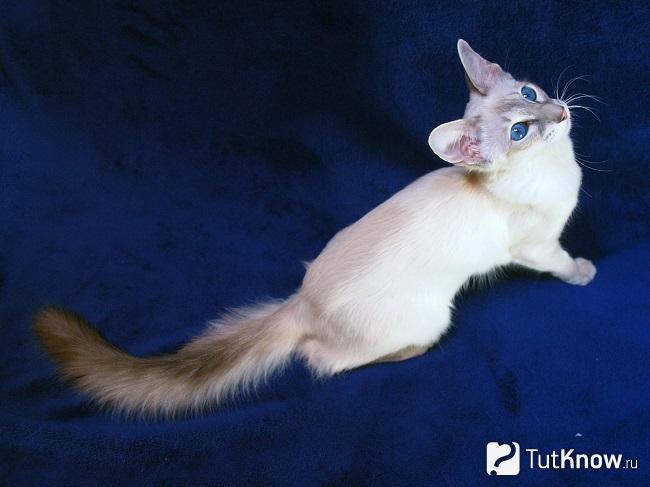 Котёнок яванской породы