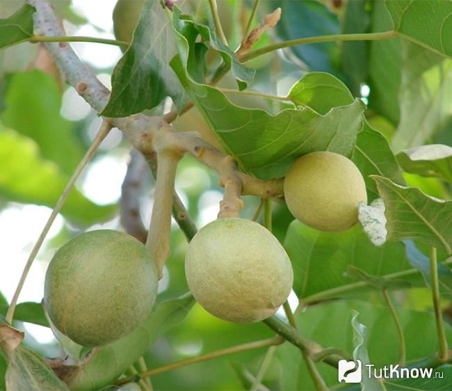 Как растут орехи кукуи