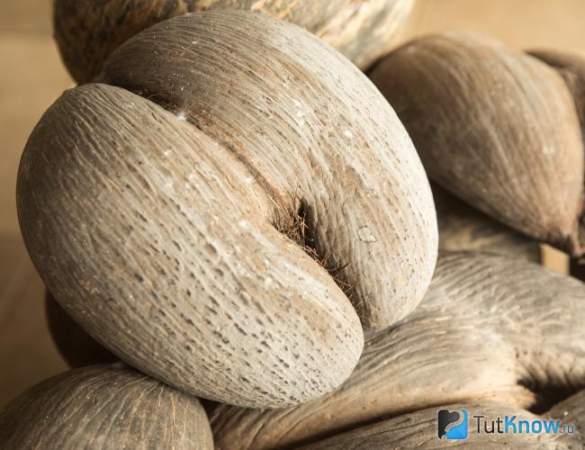 Орех коко-де-мер как повышающий иммунитет продукт