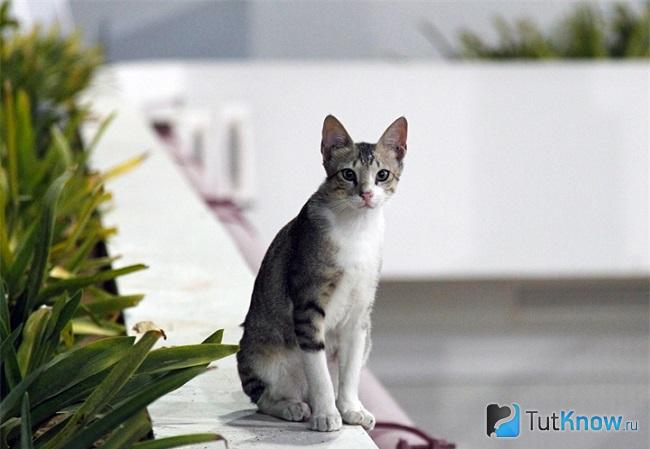 Котёнок аравийского мау