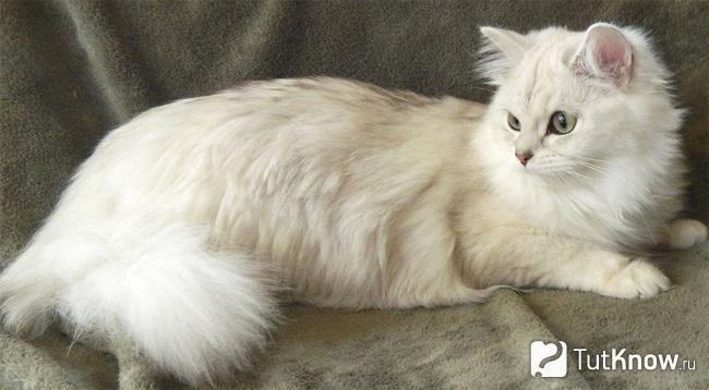Бурмилла длинношерстная кошка