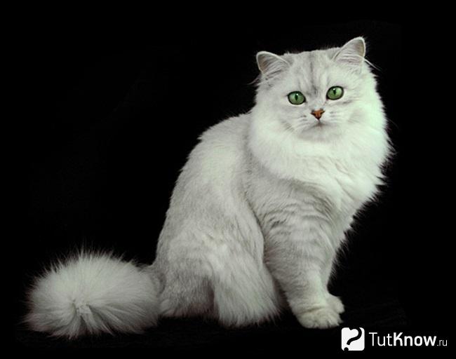 Бурмилла длинношерстная сидит