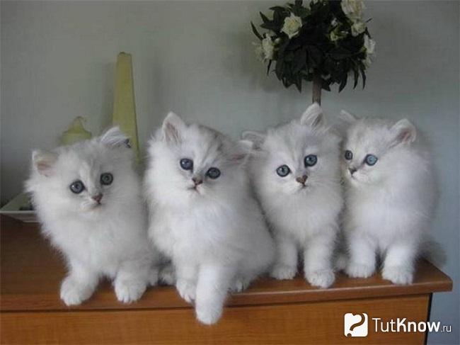 Котята бурмиллы длинношерстной