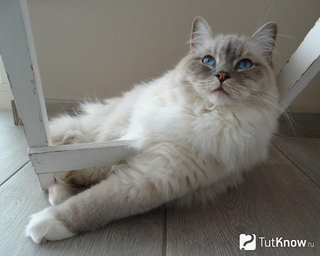 Бурмилла длинношерстная лежит