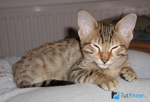 Котёнок породы канаани