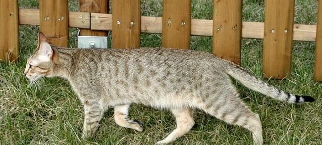 Кошка канаани на прогулке