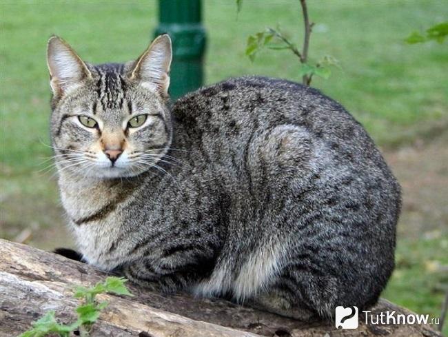 Окрас кошки канаани