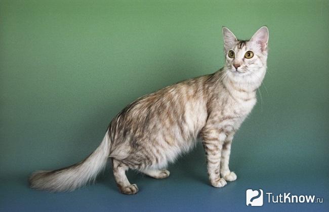 Внешний вид ориентальной длиношерстной кошки