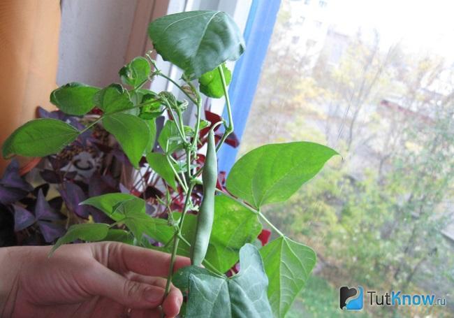 Бобовые на подоконнике