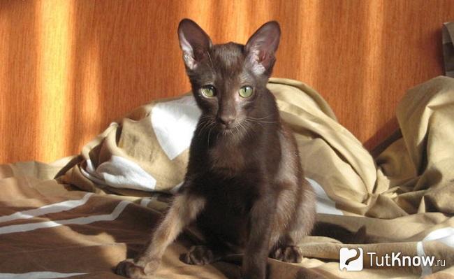 Котёнок породы гавана