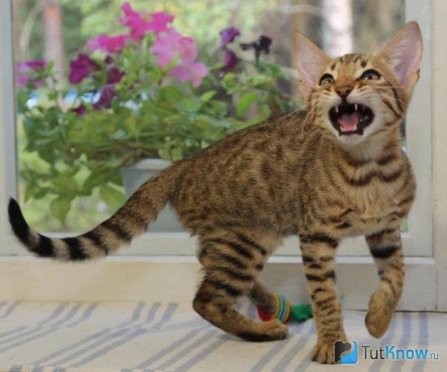 Котёнок серенгети