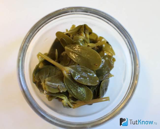 Маринованный портулак