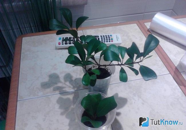 Фото фикуса катеролистного