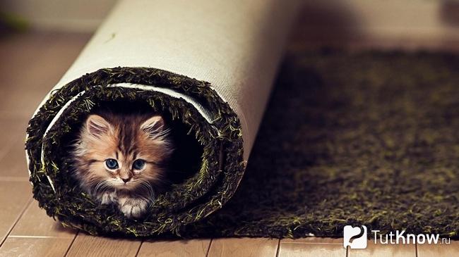 Котёнок лежит в свёрнутом ковре