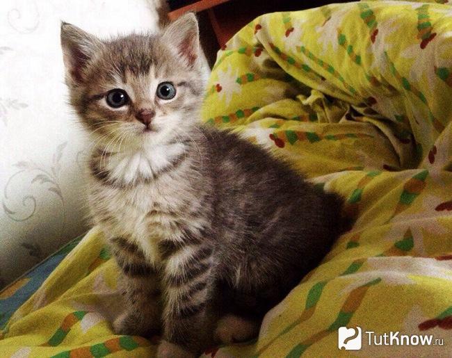 Котёнок сидит на кровати