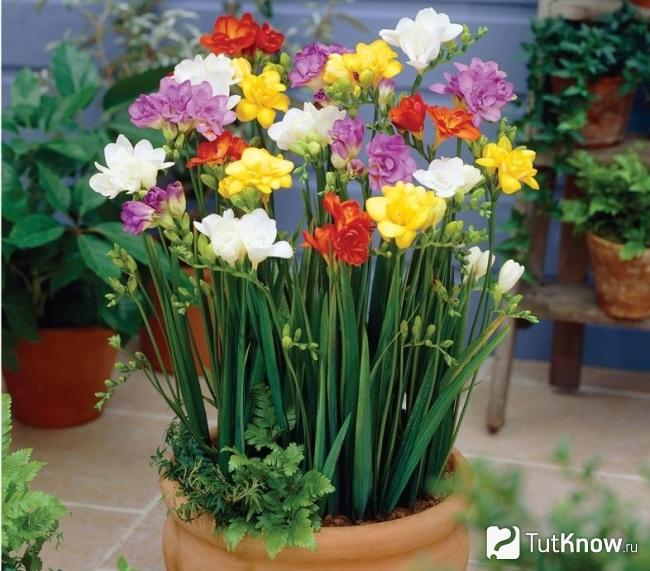 Фрезия в вазоне
