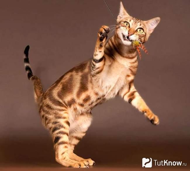 Игривая кошка сококе