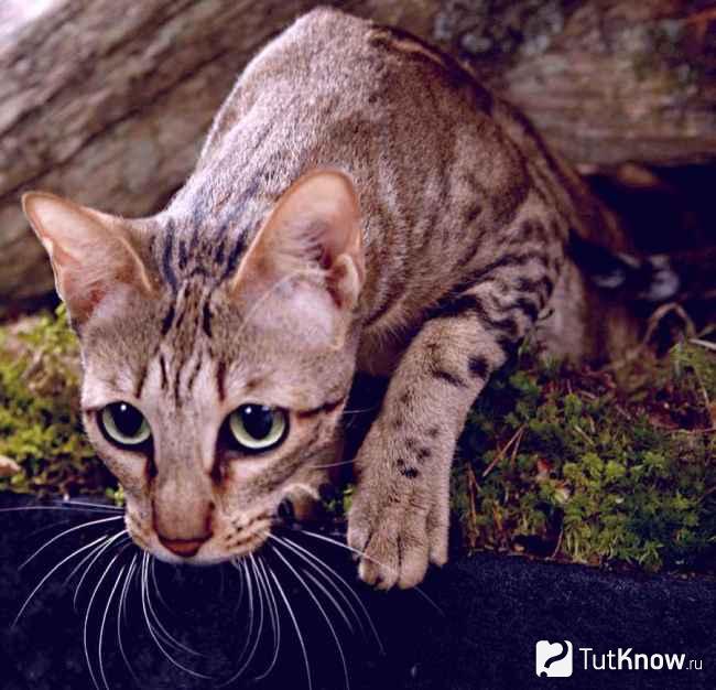 Кенийская лесная кошка сококе