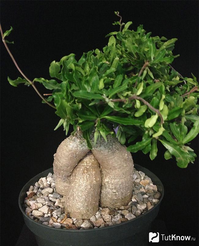 Caudiciform Fockea edulis