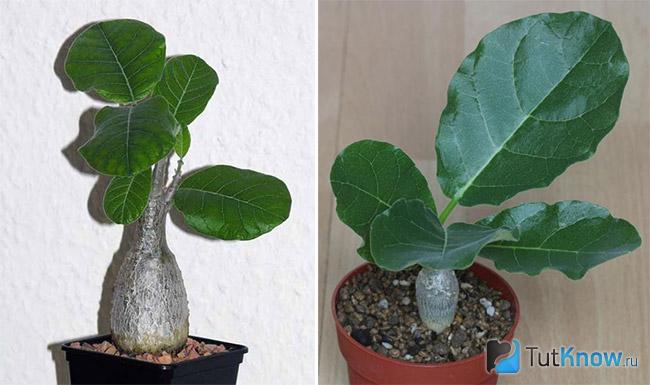 Fockea multiflora - Фокея Мултифлора