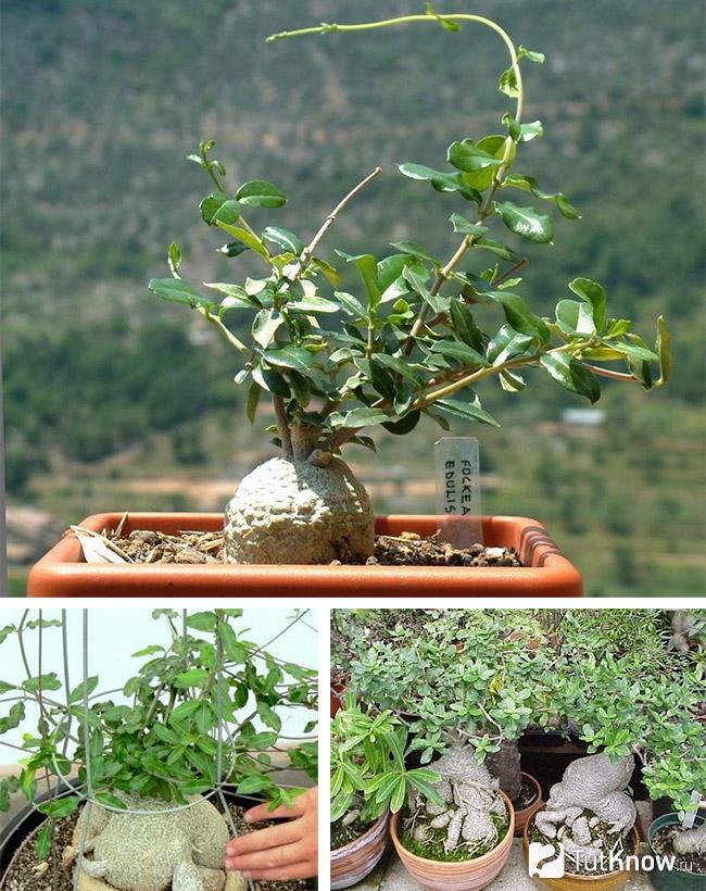 Фокея съедобная или edulis