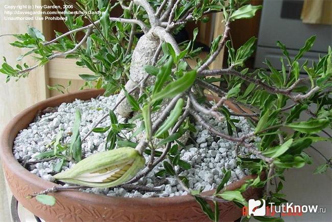Fockea edulis