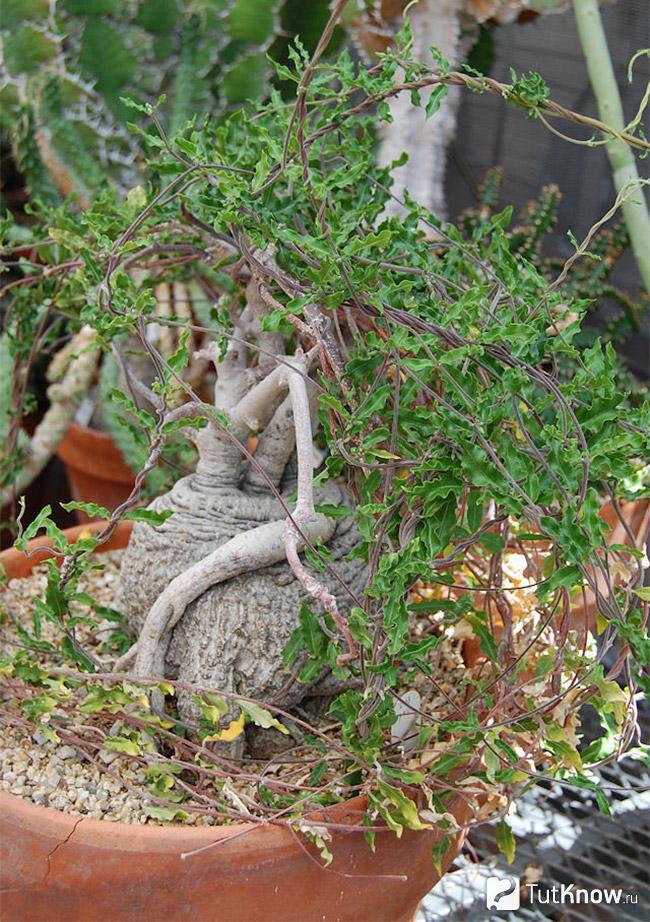 Фокея капенсис Fockea capensis