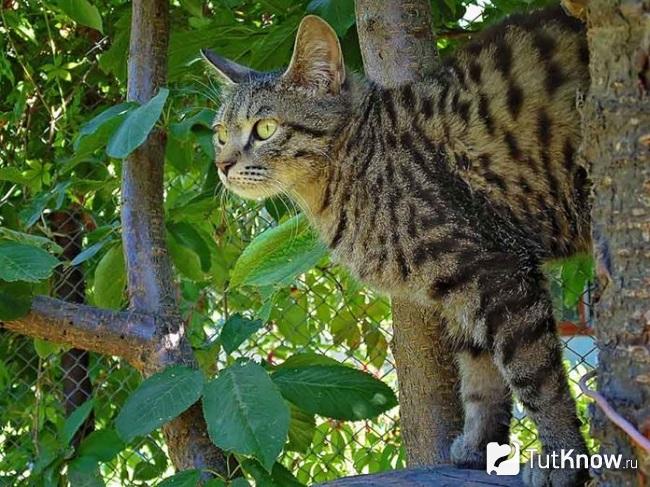 Кошка калифорнийской сияющей породы