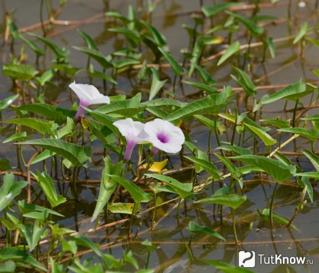 Как растет ипомея водяная
