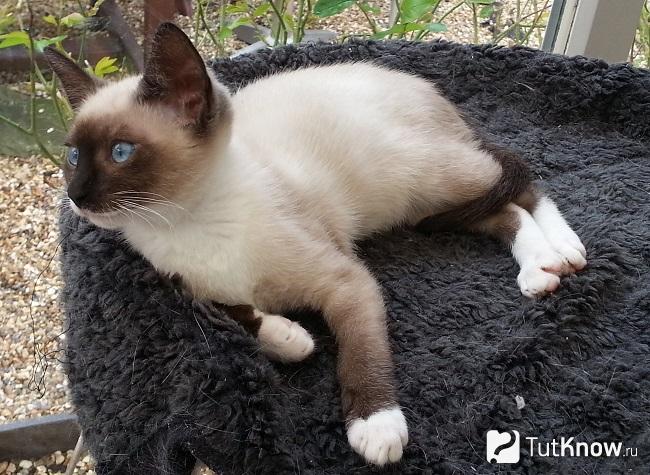 Балинезийская кошка лежит