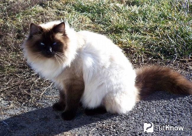 Балинезийская кошка сидит