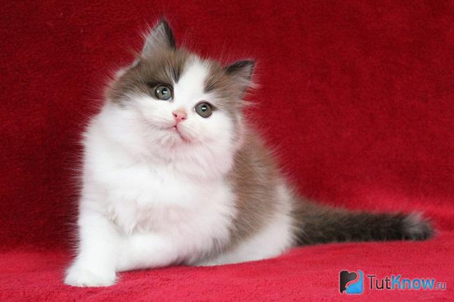 Котёнок рагамаффина