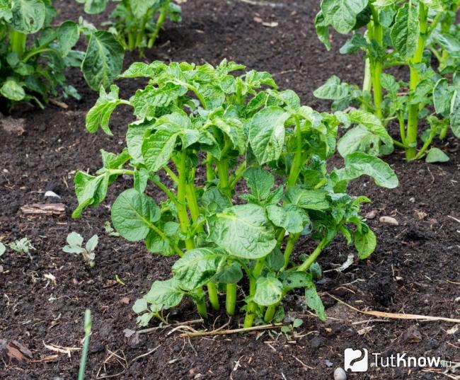Картофельный куст
