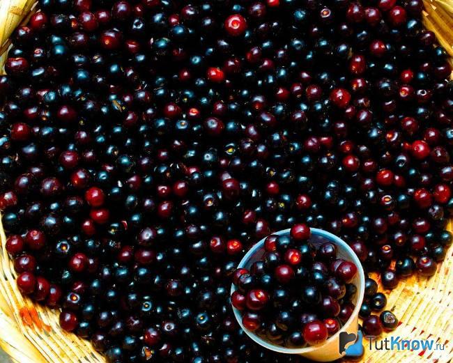 Ямайская черешня