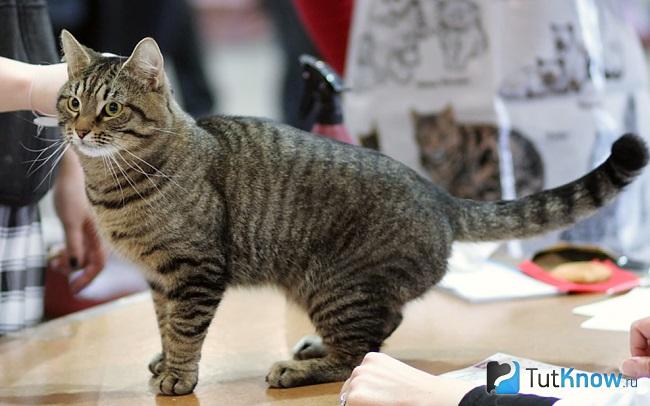 Внешность кельтской кошки