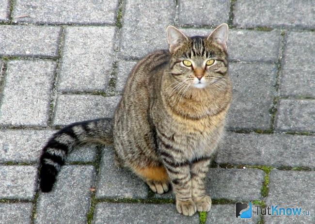 Кельтская кошка сидит